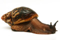 Archachatina marginata egregia Cameroon typ 2a adult, import